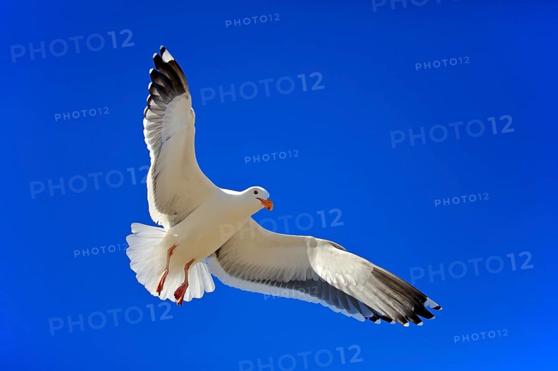 Western Gull (Larus occidentalis)