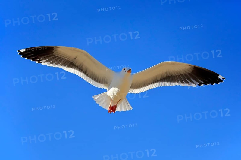 Western Gull (Larus occidentalis)