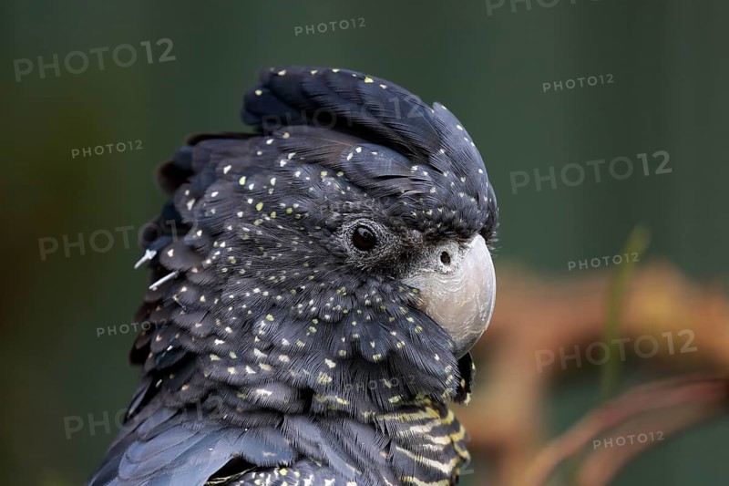 Red-tailed Black Cockatoo (Calyptorhynchus banksii)