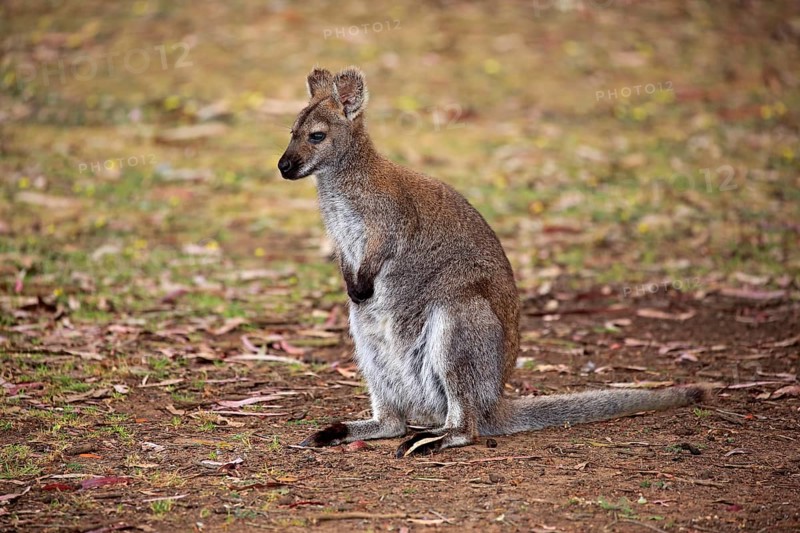 Red-necked wallaby (Macropus rufogriseus)