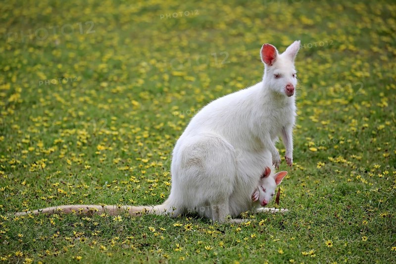 Red-necked wallabies (Macropus rufogriseus)