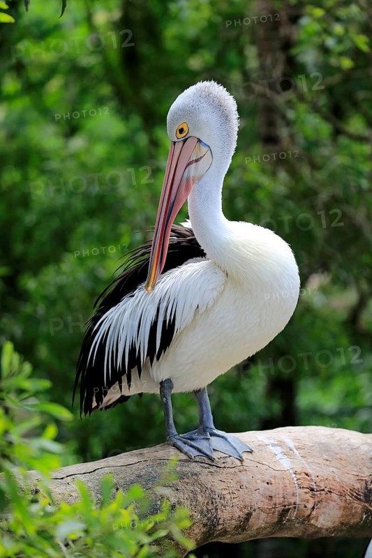 Australian pelican (Pelecanus conspicillatus)