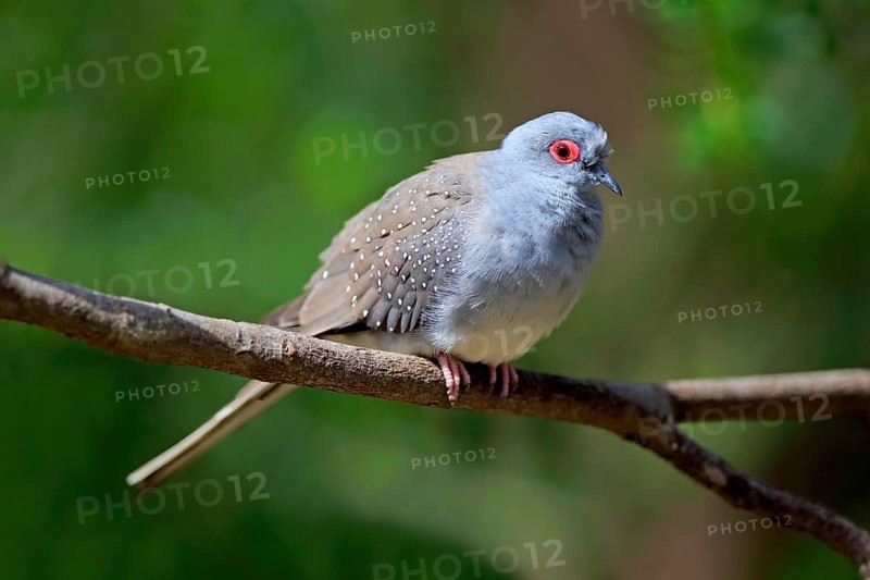 Diamond dove (Geopelia cuneata)