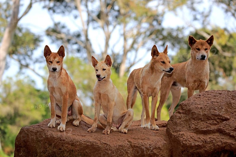 Dingos (Canis familiaris dingo)