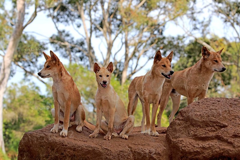 Dingos (Canis familiaris dingo)
