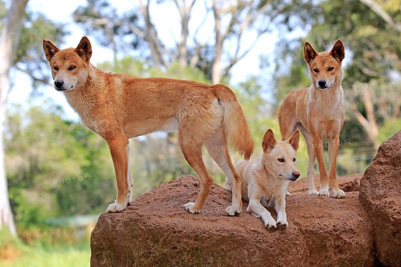 Dingos (Canis familiaris dingo)