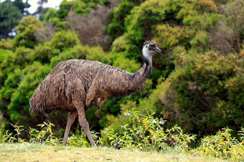 Emu (Dromaius novaehollandiae)