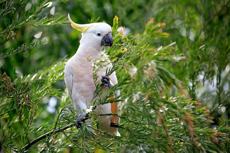 Sulphur-crested cockatoo (Cacatua galerita)