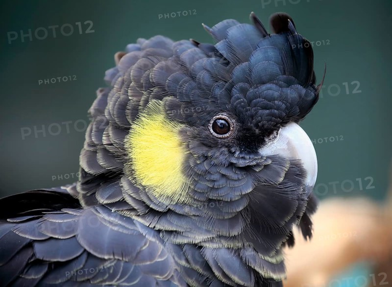 Yellow-tailed black cockatoo (Calyptorhynchus funereus)