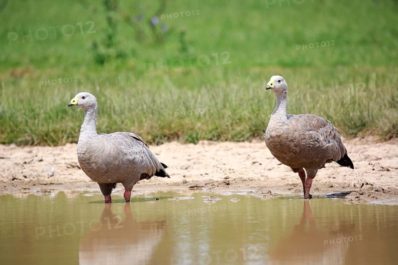 Cape Barren geese (Cereopsis novaehollandiae)