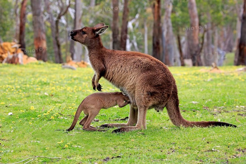 Western gray kangaroo (Macropus fuliginosus fuliginosus)