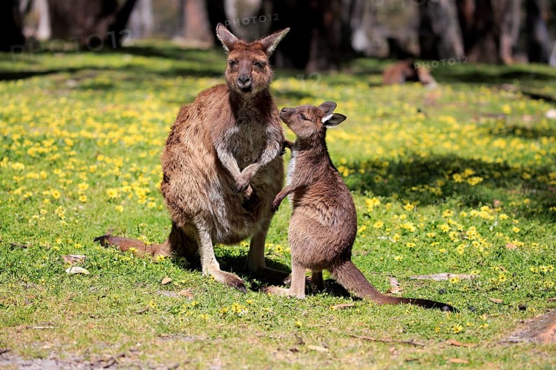 Western gray kangaroo (Macropus fuliginosus fuliginosus)