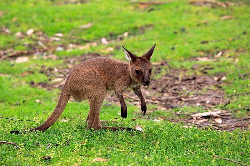 Western gray kangaroo (Macropus fuliginosus fuliginosus)
