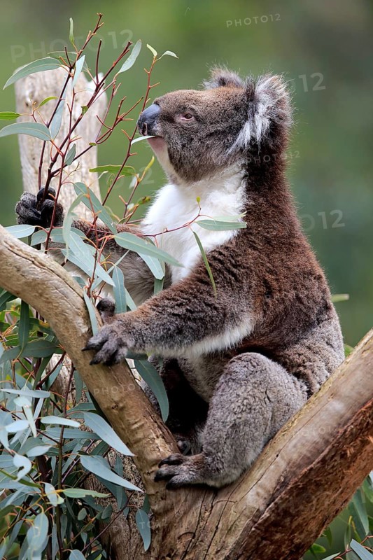 Koala (Phascolarctos cinereus)