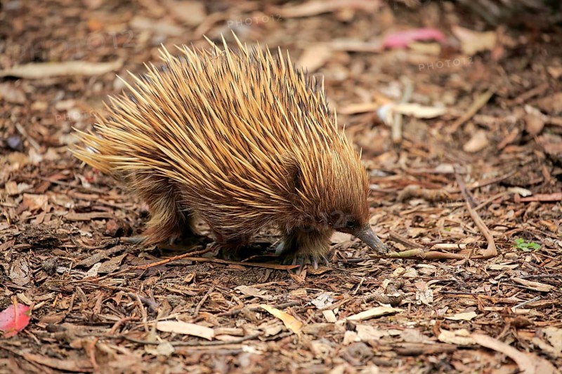 Short-beaked echidna (Tachyglossus aculeatus)