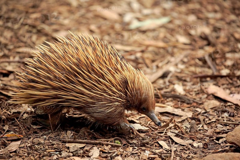 Short-beaked echidna (Tachyglossus aculeatus)