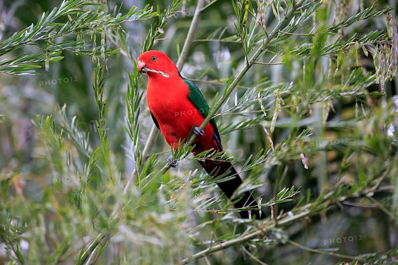 Australian king parrot (Alisterus scapularis)