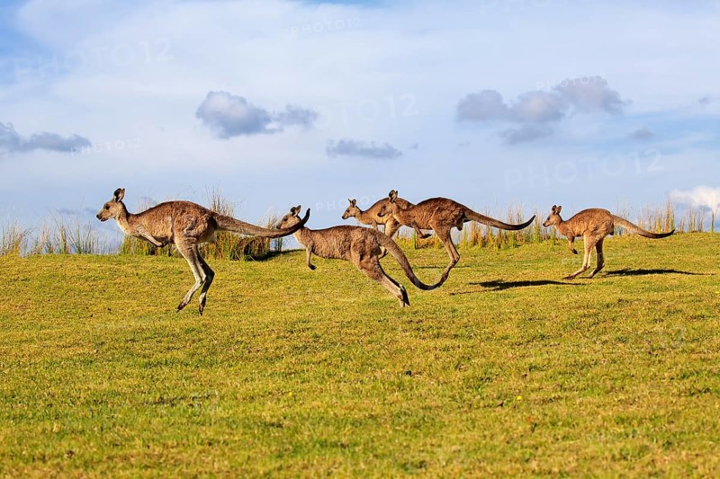 Eastern grey kangaroos (Macropus giganteus)