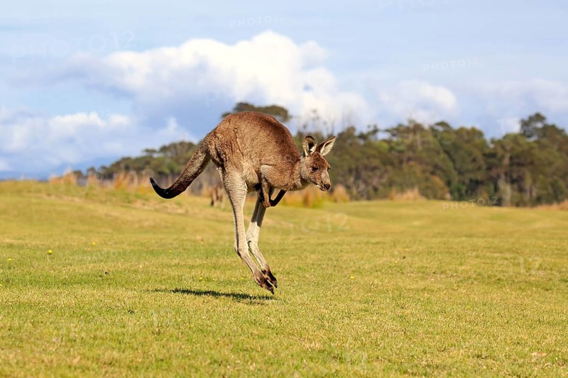 Eastern grey kangaroo (Macropus giganteus)