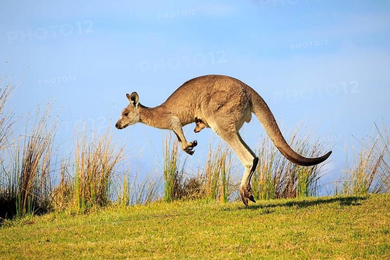 Eastern grey kangaroo (Macropus giganteus)