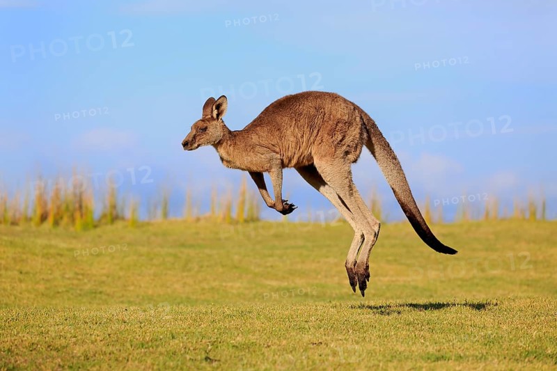 Eastern grey kangaroo (Macropus giganteus)