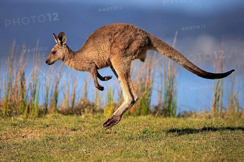 Eastern grey kangaroo (Macropus giganteus)