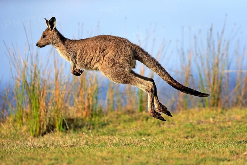 Eastern grey kangaroo (Macropus giganteus)
