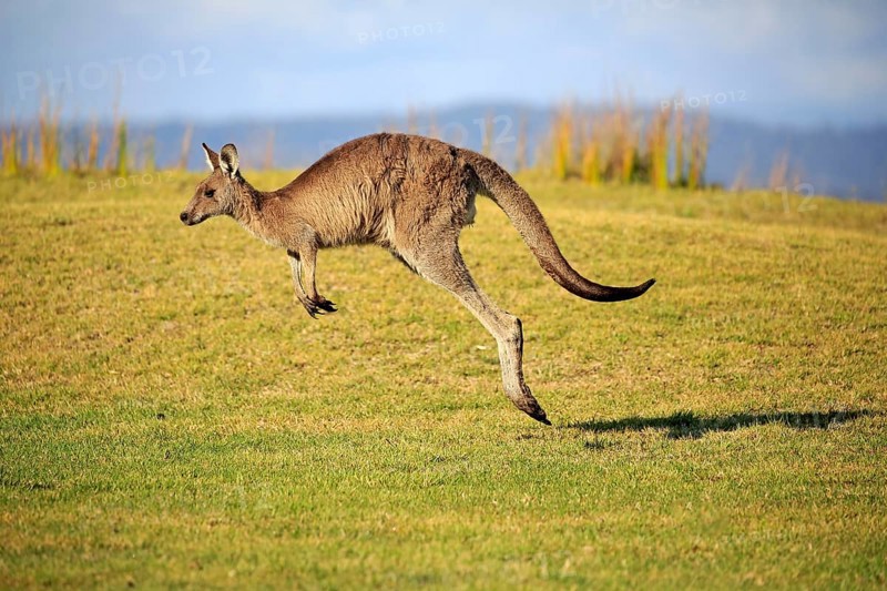 Eastern grey kangaroo (Macropus giganteus)