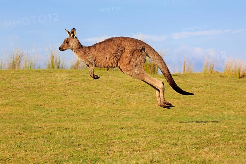 Eastern grey kangaroo (Macropus giganteus)