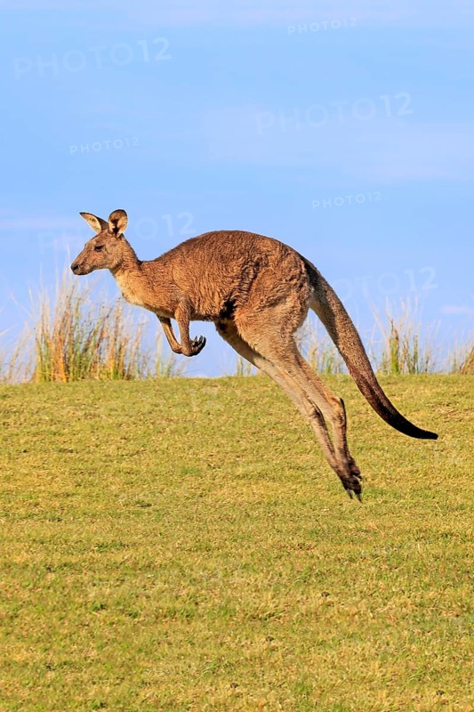 Eastern grey kangaroo (Macropus giganteus)