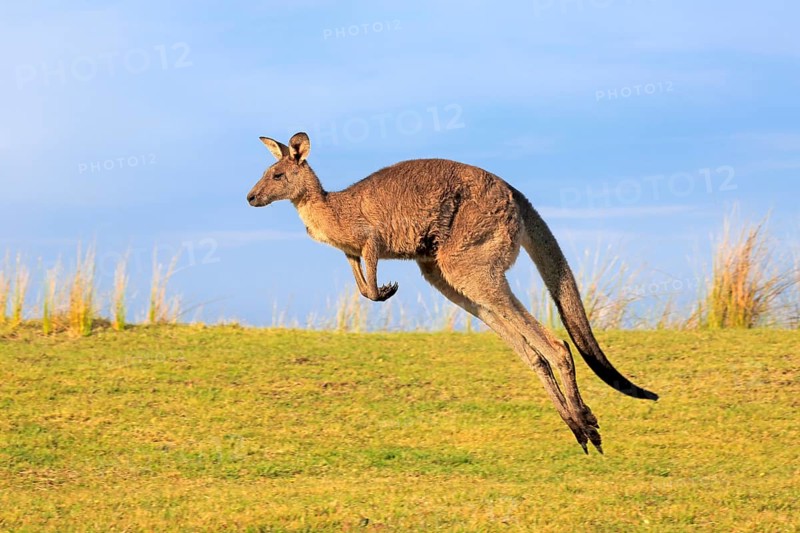 Eastern grey kangaroo (Macropus giganteus)