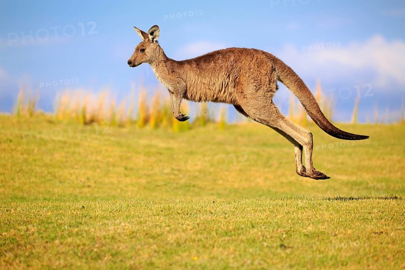 Eastern grey kangaroo (Macropus giganteus)