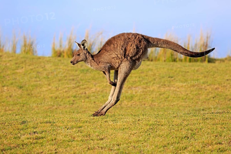 Eastern grey kangaroo (Macropus giganteus)