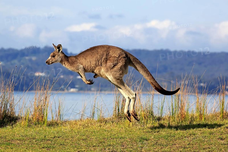 Eastern grey kangaroo (Macropus giganteus)
