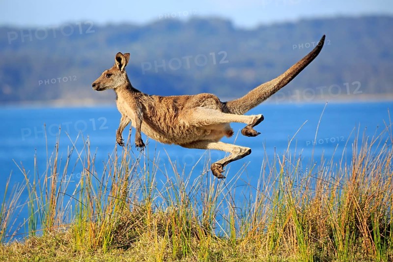 Eastern grey kangaroo (Macropus giganteus)
