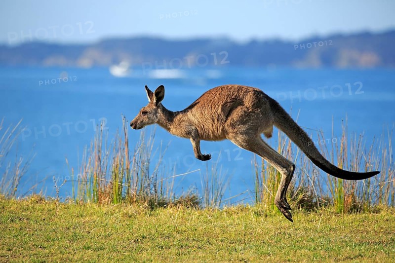 Eastern grey kangaroo (Macropus giganteus)