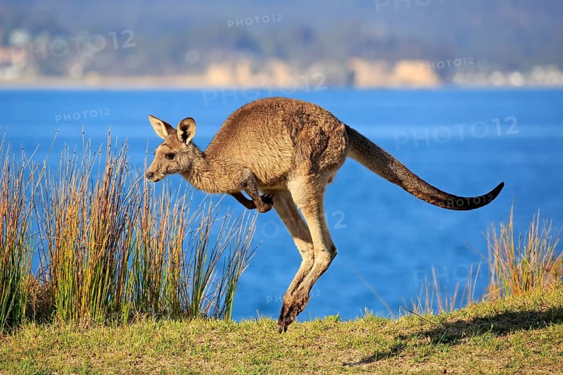 Eastern grey kangaroo (Macropus giganteus)