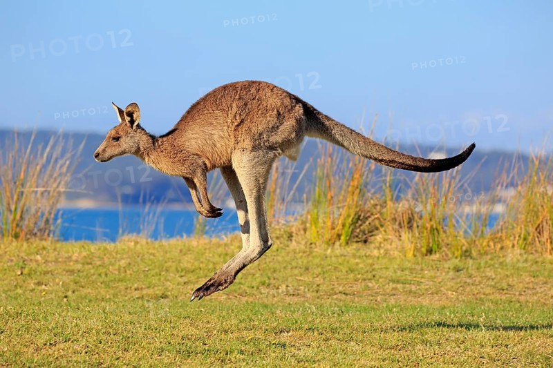 Eastern grey kangaroo (Macropus giganteus)