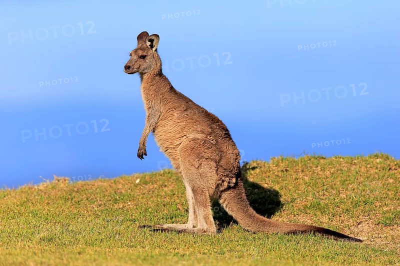 Eastern grey kangaroo (Macropus giganteus)