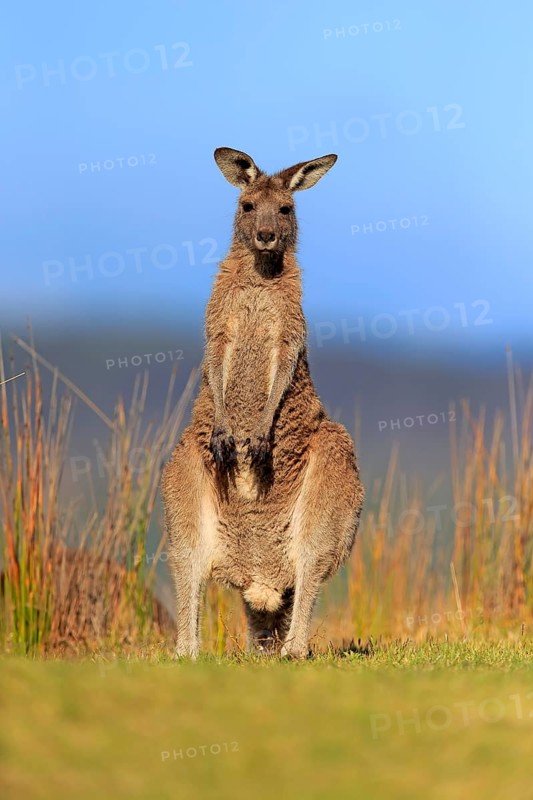 Eastern grey kangaroo (Macropus giganteus)