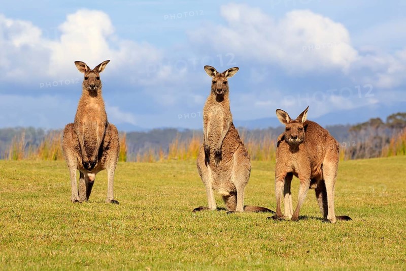 Eastern grey kangaroos (Macropus giganteus)