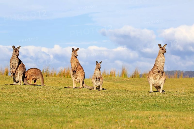 Eastern grey kangaroos (Macropus giganteus)