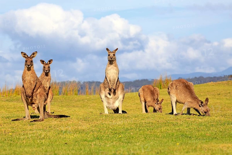 Eastern grey kangaroos (Macropus giganteus)