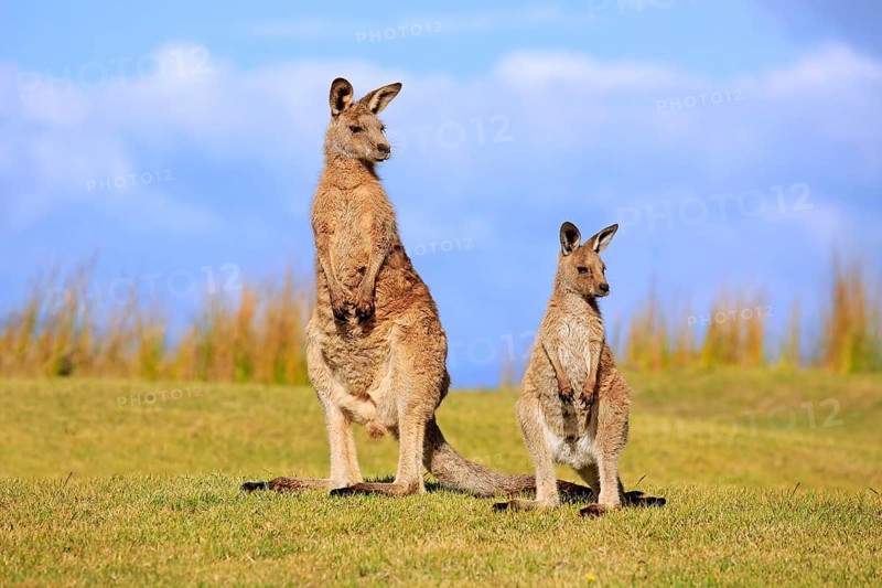 Eastern grey kangaroos (Macropus giganteus)