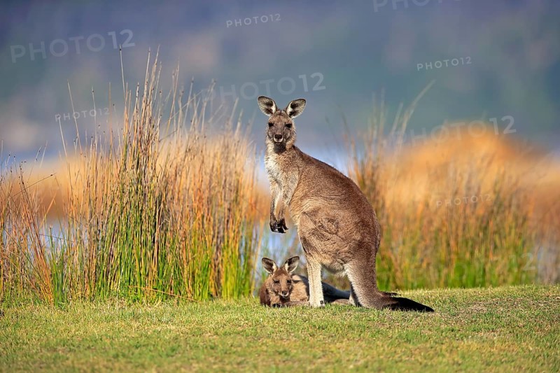 Eastern grey kangaroos (Macropus giganteus)