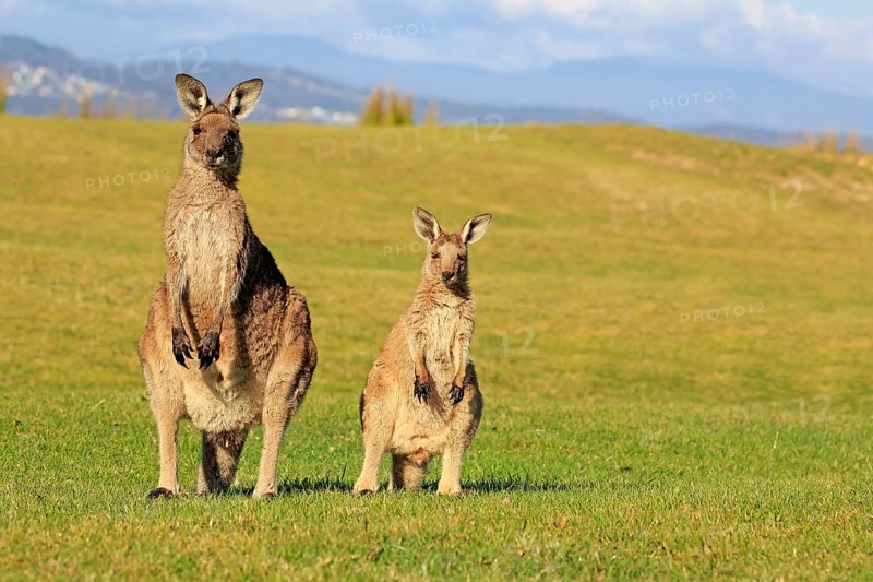 Eastern grey kangaroos (Macropus giganteus)