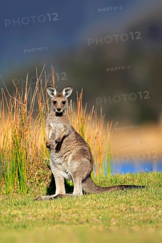 Eastern grey kangaroo (Macropus giganteus)