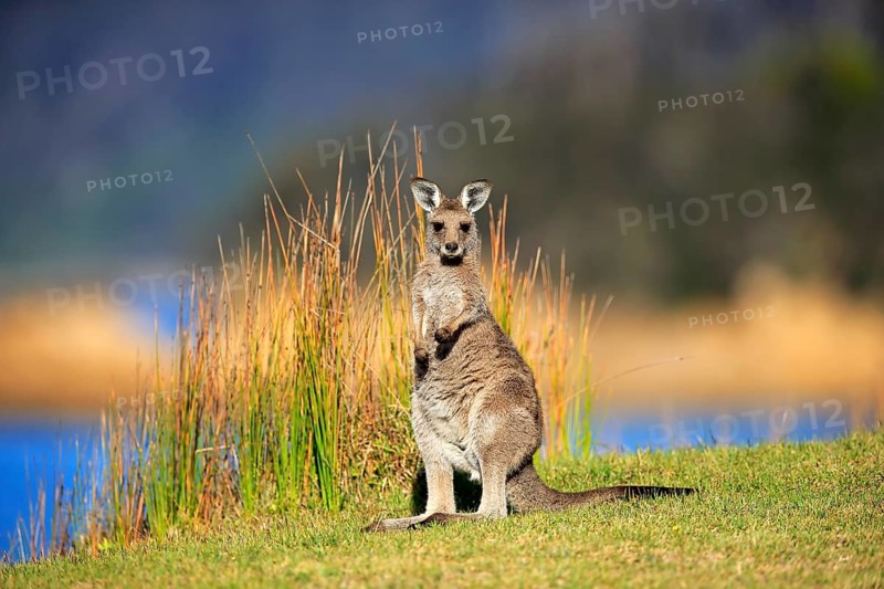 Eastern grey kangaroo (Macropus giganteus)