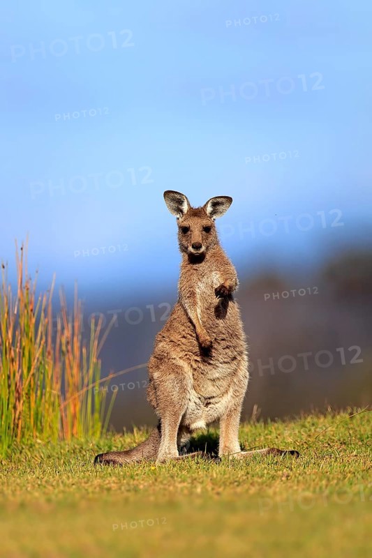 Eastern grey kangaroo (Macropus giganteus)