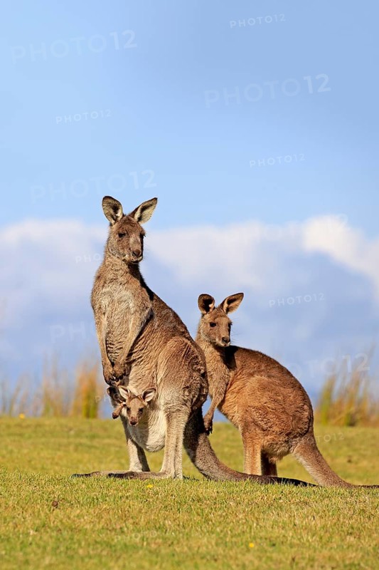 Eastern grey kangaroos (Macropus giganteus)
